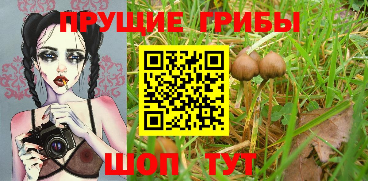 Валуйки  Псилоцибиновые грибы Psilocybine cubensis  Галлюциногенные грибы Psilocybine cubensis  Вход с VPN 